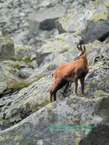 Slider Chamois été